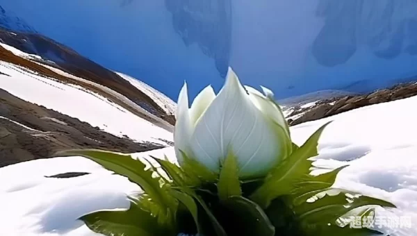 傲然独立