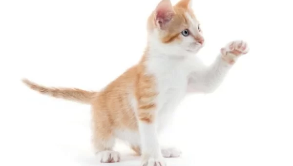 猫咪下载