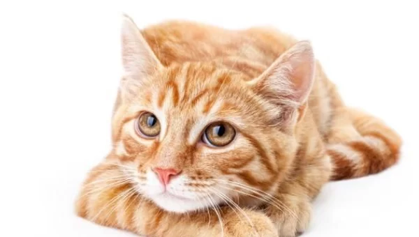 猫咪下载