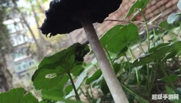 暗黑3 黑蘑菇
