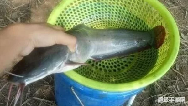 鲶鱼王