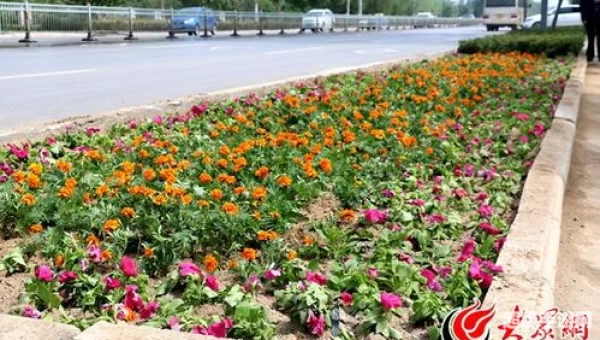 花圃种植