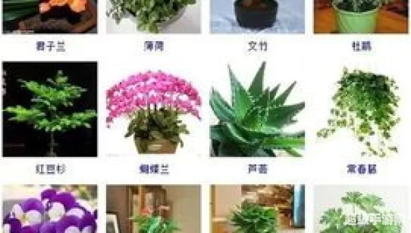 以下哪种植物