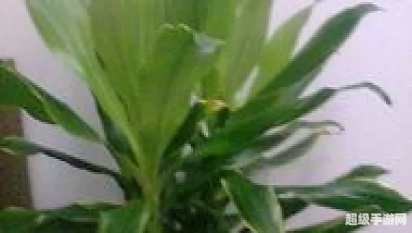 以下哪种植物