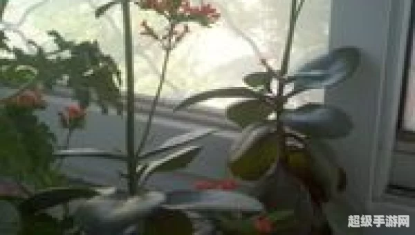 以下哪种植物